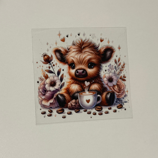 Highland Cow 1